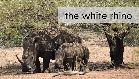 Blog 6 - Rhino Stationery