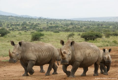 SRI still - Rhino Stationery