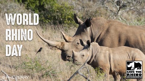 Blog 1 - Rhino Stationery