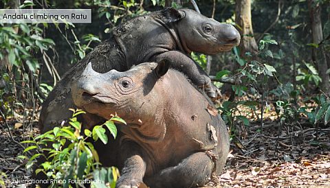 Andatu and ratu copyright 2 - Rhino Stationery