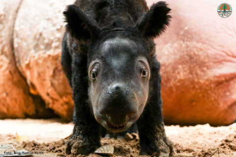 Email Image Blog Link no copy - Rhino Stationery