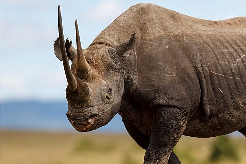 Adobestock 77008267 1 - Rhino Stationery
