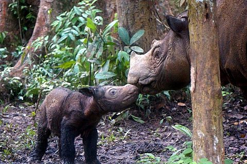 Sumatran rhino calf delilah at the sumatran rhino sanctuary c international rhino foundation - Rhino Stationery