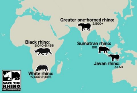 2924c02c3732769cee5615d175caaaeb - Rhino Stationery