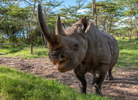 Baraka 2 edited - Rhino Stationery