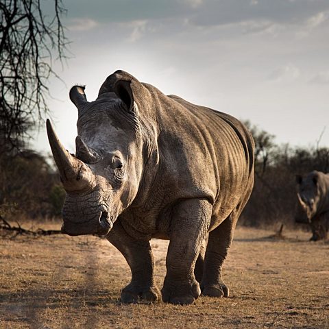 Save the rhino - Rhino Stationery