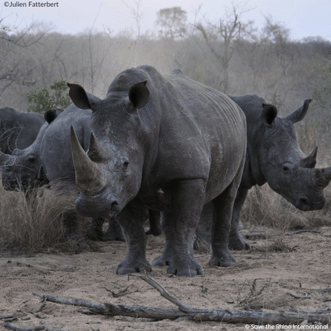 2023 Rhino Calendar Photos 22 11 22 - Rhino Stationery