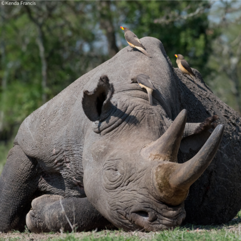 2023 Rhino Calendar Photos 5 - Rhino Stationery