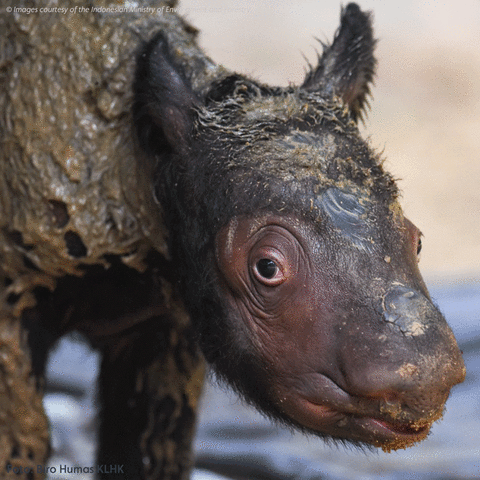 New Sumatran Rhino Baby GIF - Rhino Stationery